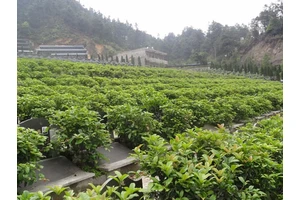 两江新区华夏陵园销售