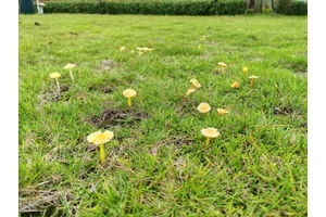 重庆崇兴生命纪念园发布草坪墓