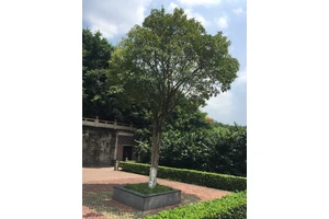 龙台山-双桂树