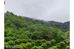 音乐制作人，彼得去世