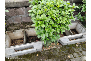 金竹山公墓迎来交通利好，轨道交通9号线新桥站