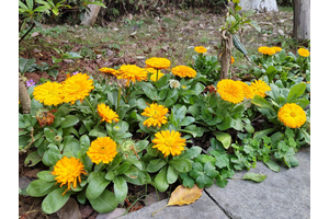 重庆松鹤陵园安葬服务