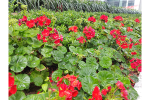 殡葬一条龙服务的价格是多少