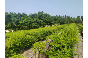 祭扫亲人注意事项