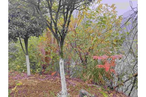 沙坪坝区陈家桥安乐堂悼念服务