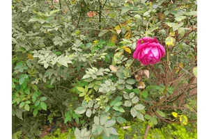 南岸区明月陵园-墓地销售