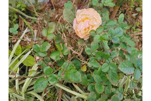 文明殡葬的思考