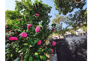 合川区殡葬服务流程